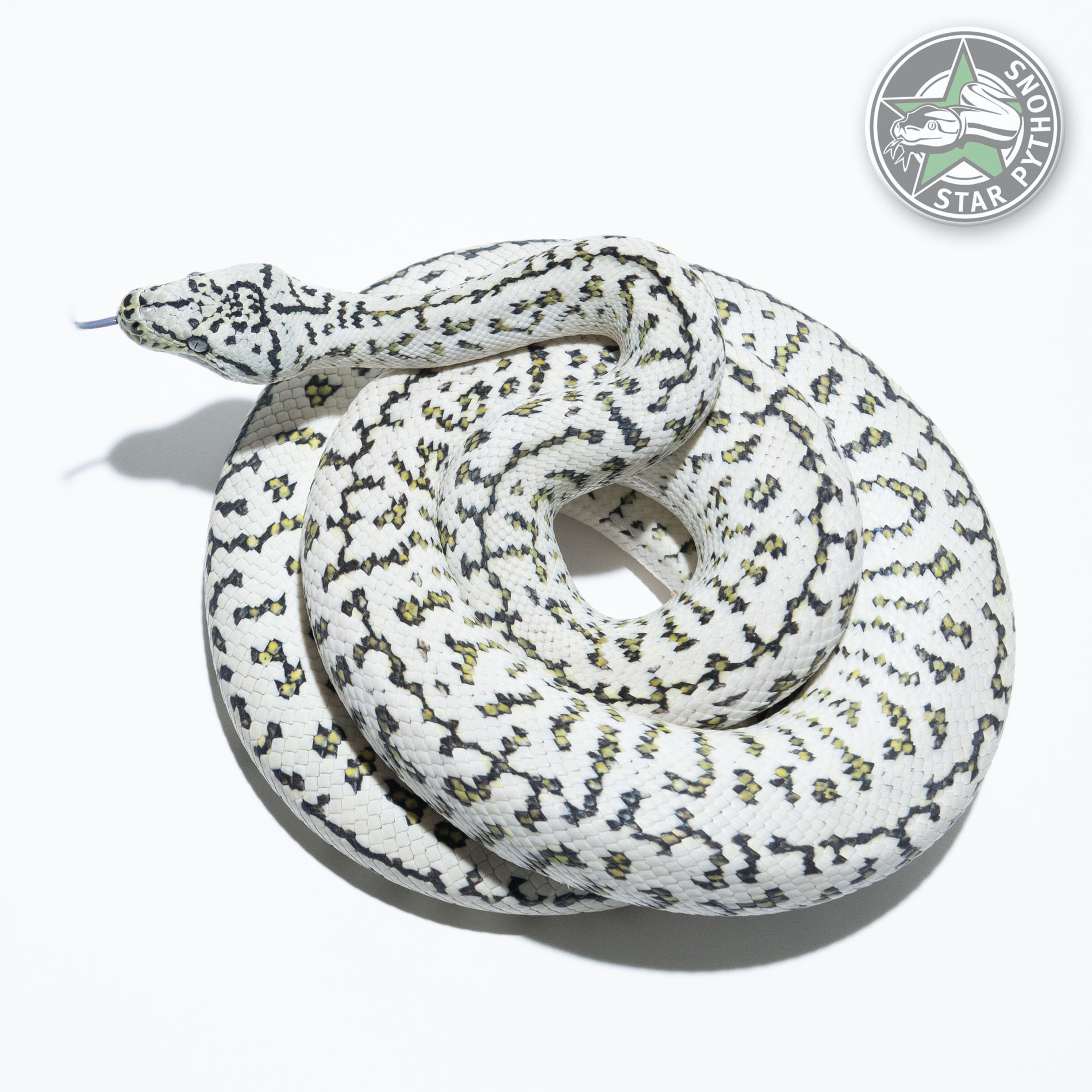 StarPythons | Your Carpet Python Specialist & Breeder